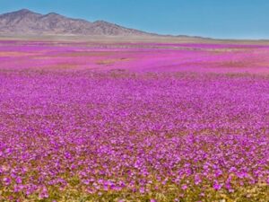 Alcalde de Vallenar descarta autorización municipal para el denominado “Festival Oficial del Desierto Florido”